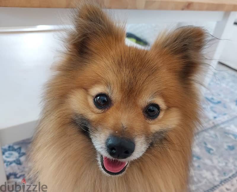 Adoption: Small Dog (Pomeranian) 2