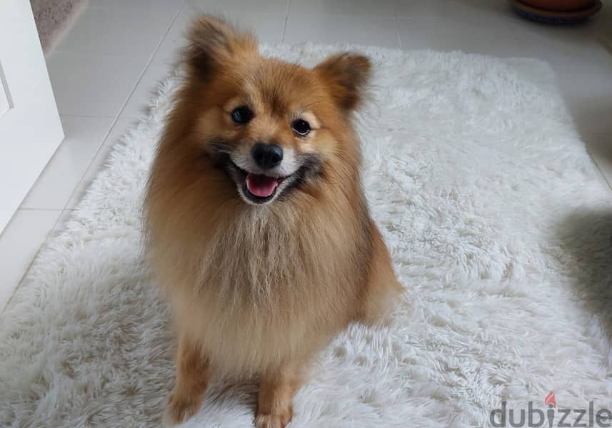 Adoption: Small Dog (Pomeranian) 4