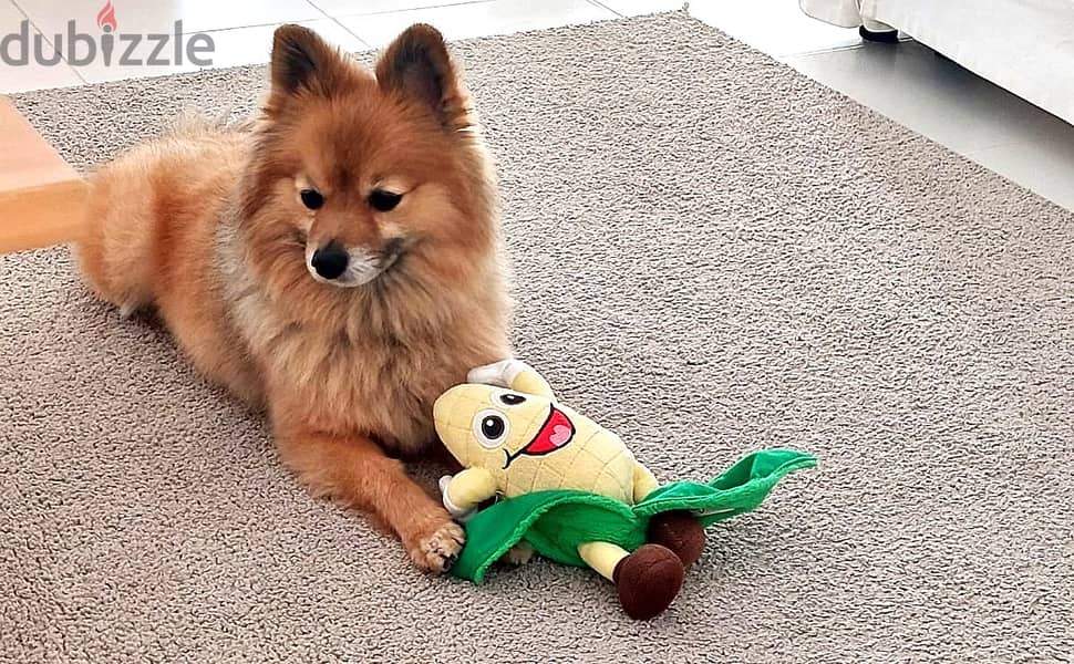 Adoption: Small Dog (Pomeranian) 5