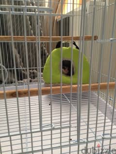 sugar glider for sale 0