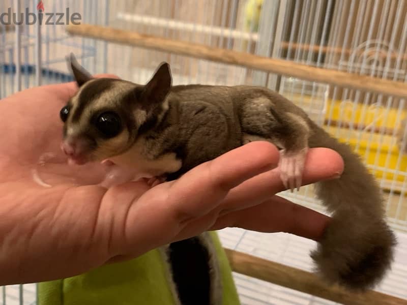 sugar glider for sale 1