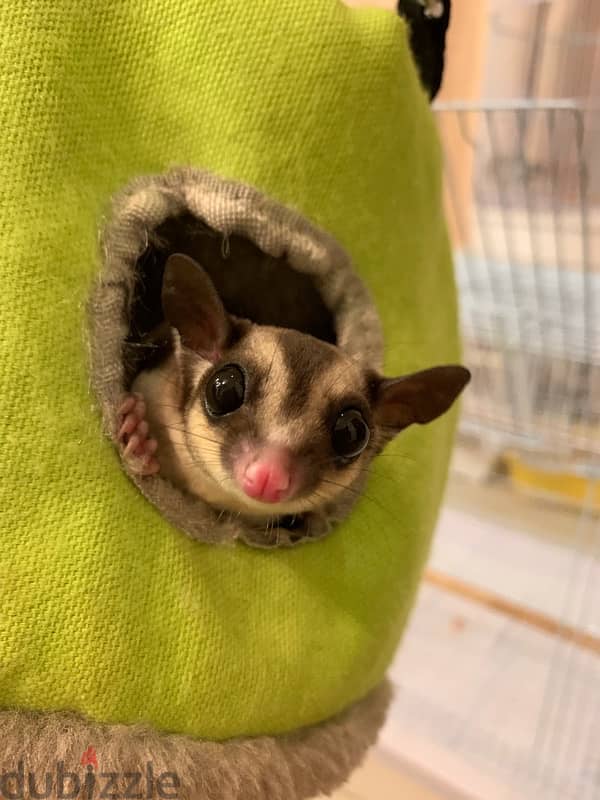 sugar glider for sale 2