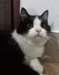 ( قط ذكر للتبني ___ Male cat for adoption ) 0