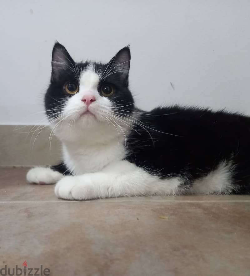 ( قط ذكر للتبني ___ Male cat for adoption ) 2