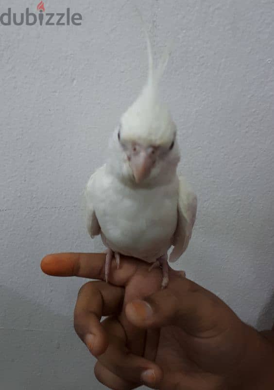 albino red eye cocktail urgent for sale 0