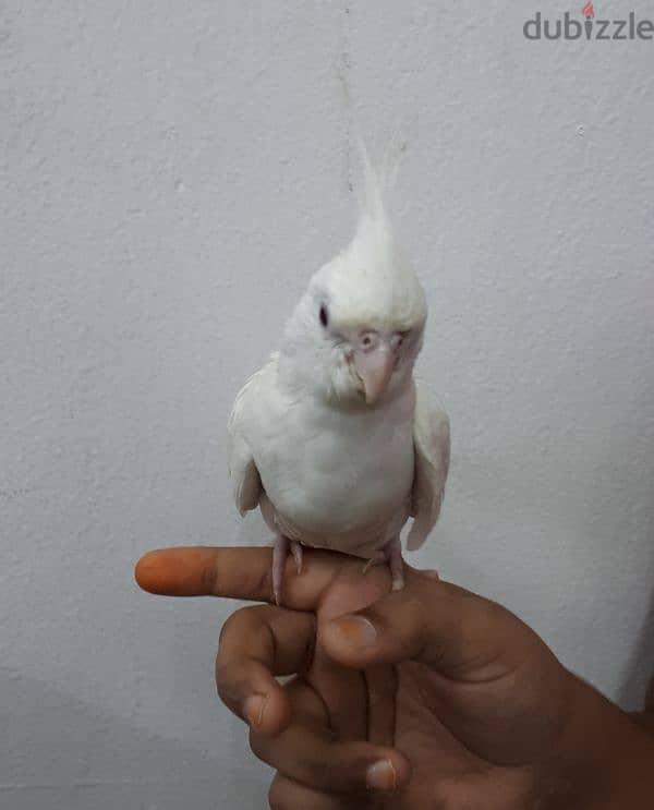 albino red eye cocktail urgent for sale 1