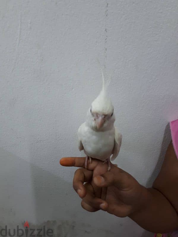 albino red eye cocktail urgent for sale 2