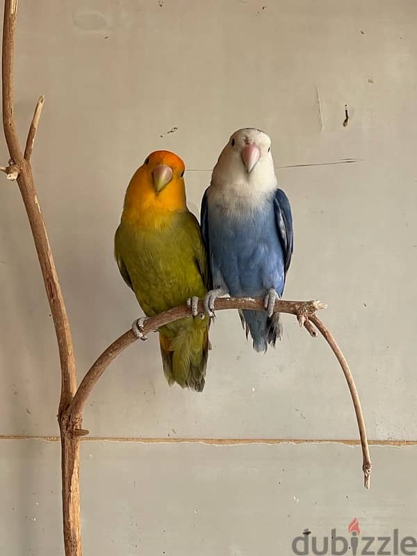 love birds for sale 0