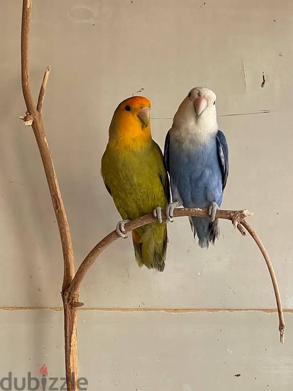 love birds for sale 3