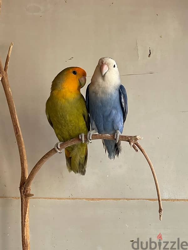 love birds for sale 4