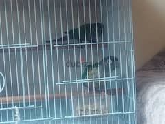 gren cheeck conure pair 0