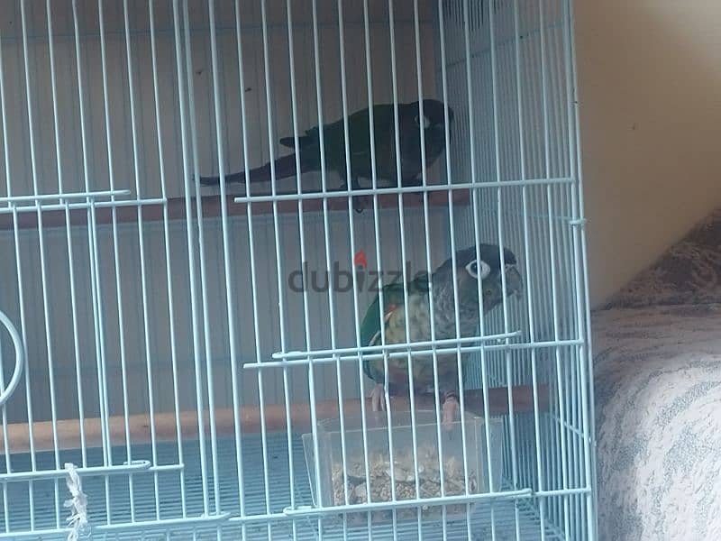 gren cheeck conure pair 0