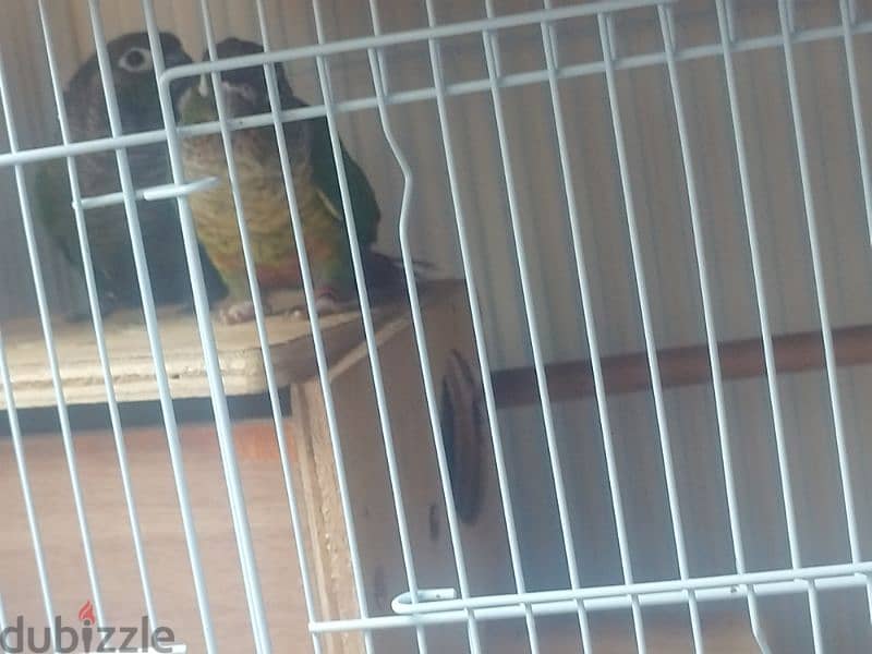 gren cheeck conure pair 1