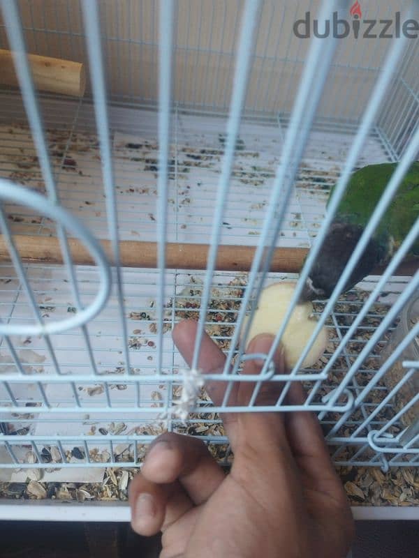 gren cheeck conure pair 2