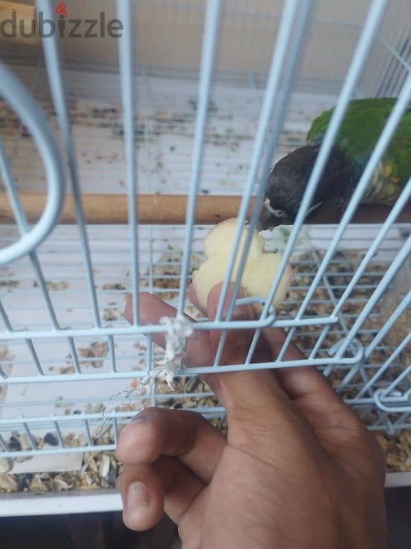 gren cheeck conure pair 3