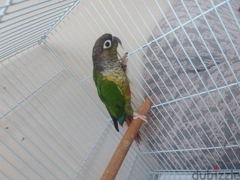 gren cheeck conure pair 4