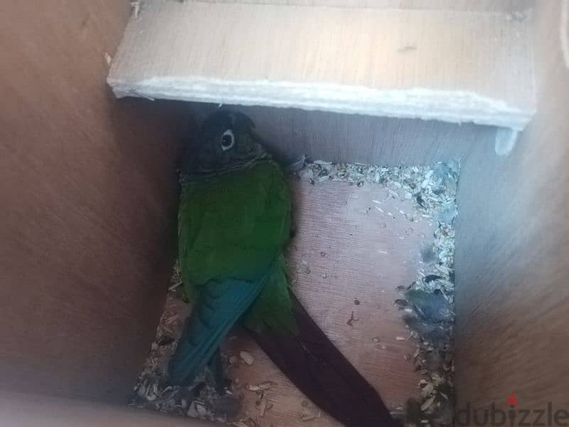 gren cheeck conure pair 5