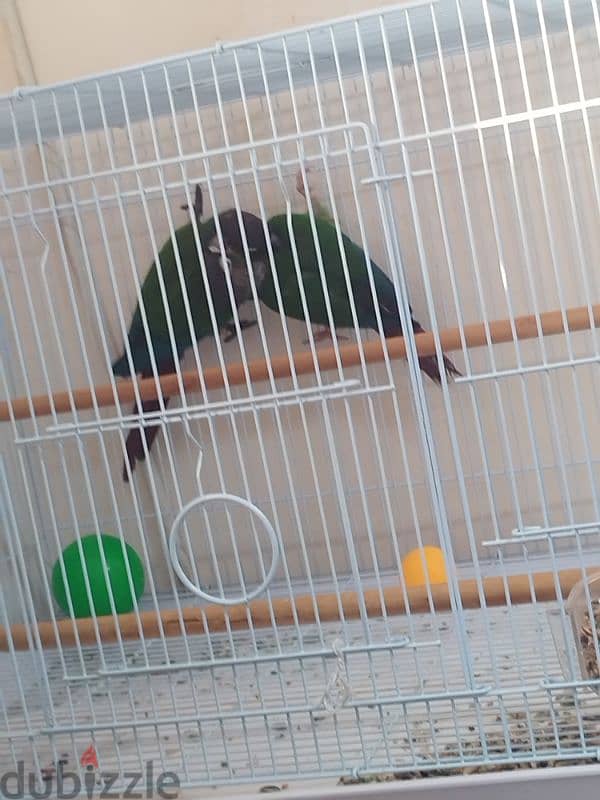 gren cheeck conure pair 6