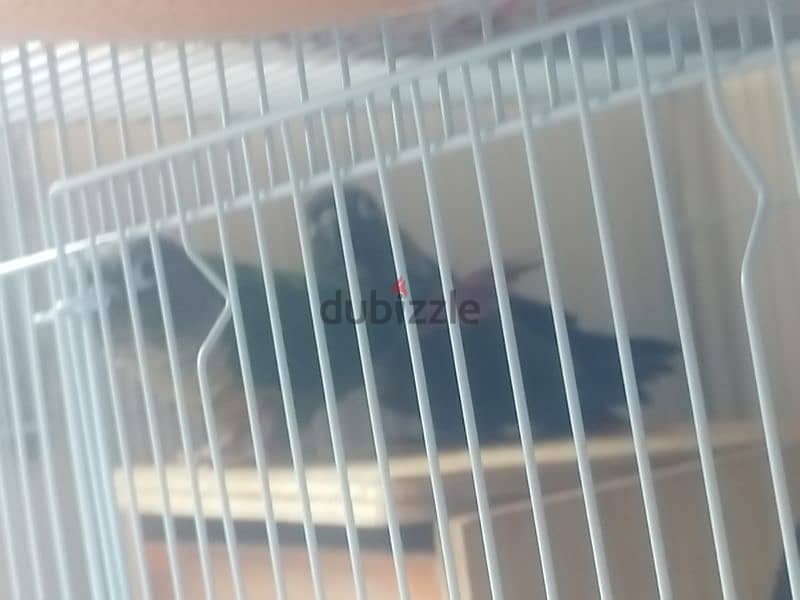 gren cheeck conure pair 7