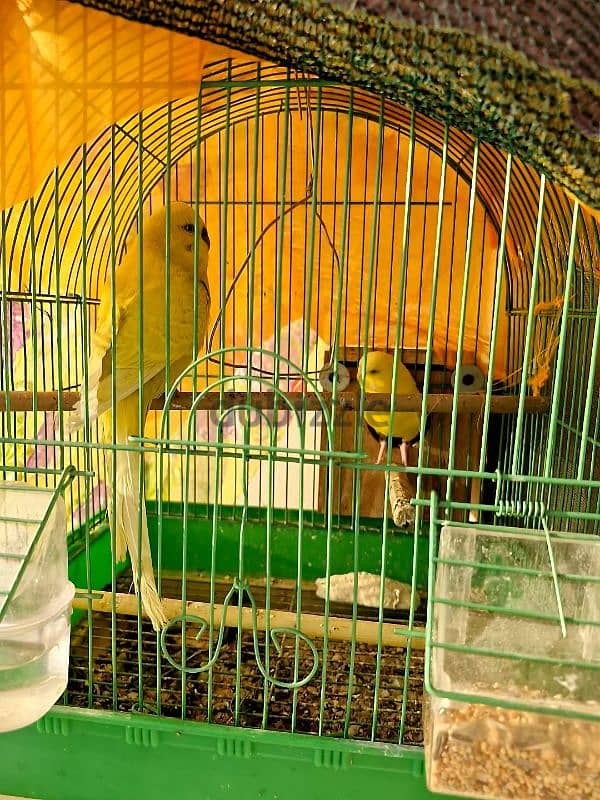 hollandi breeder pair female in red eyes only pair 0