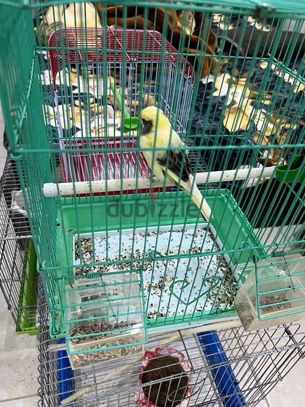 canary Holland breed 0