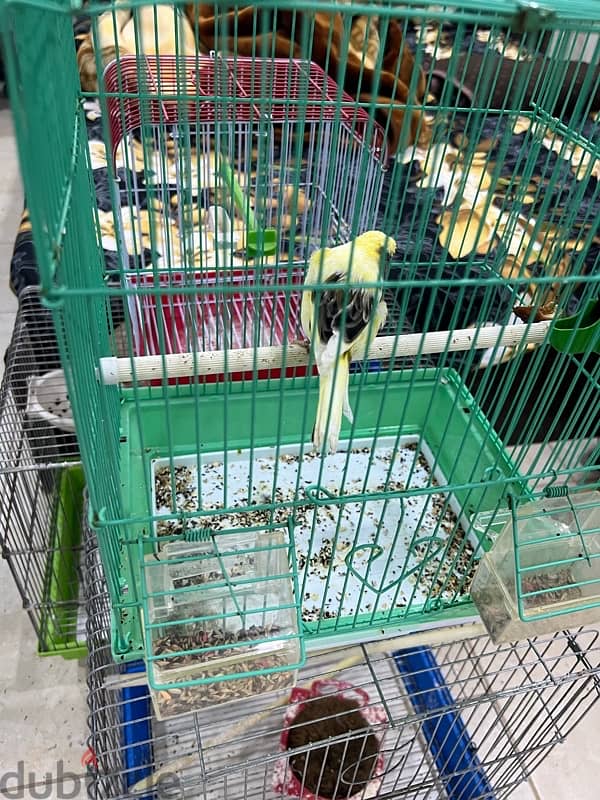 canary Holland breed 4