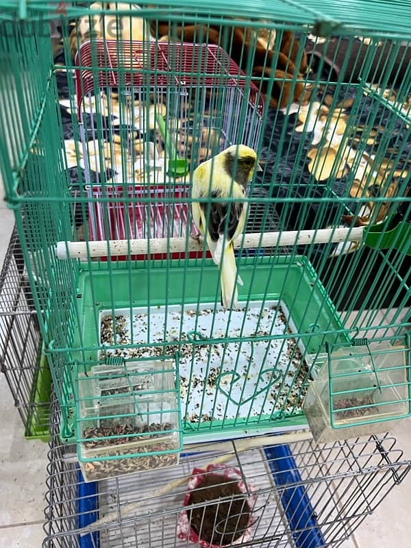 canary Holland breed 5