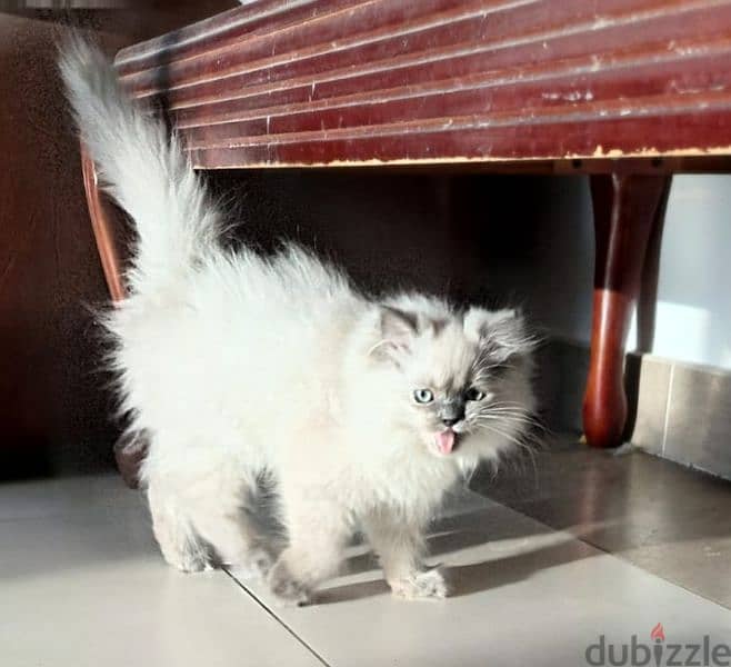 2 months old persian cat for sale 0