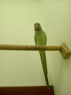 green parrot 0