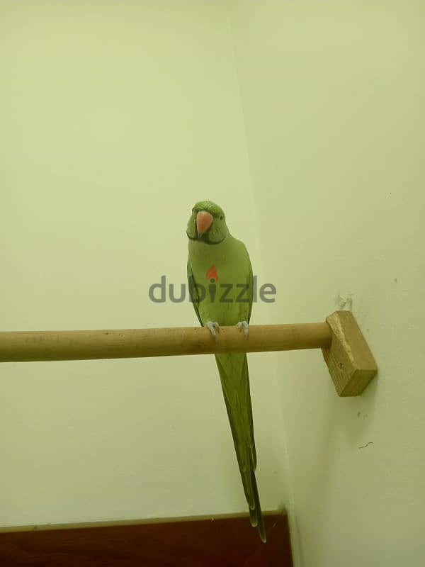 green parrot 1