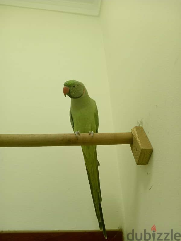 green parrot 2