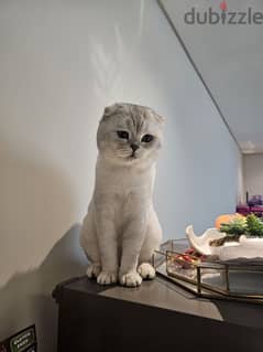 scottish fold قط سكوتش 0