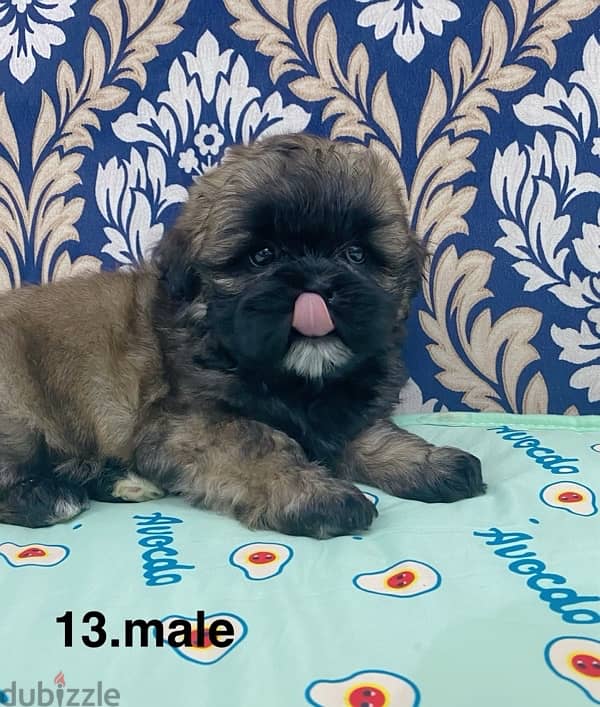 puppy shihtzu 0