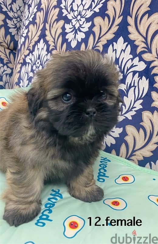 puppy shihtzu 1