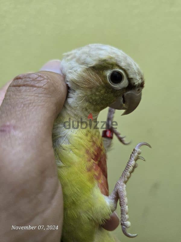 كنيورات للبيع - Conures for sale 2