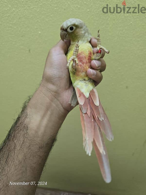 كنيورات للبيع - Conures for sale 3