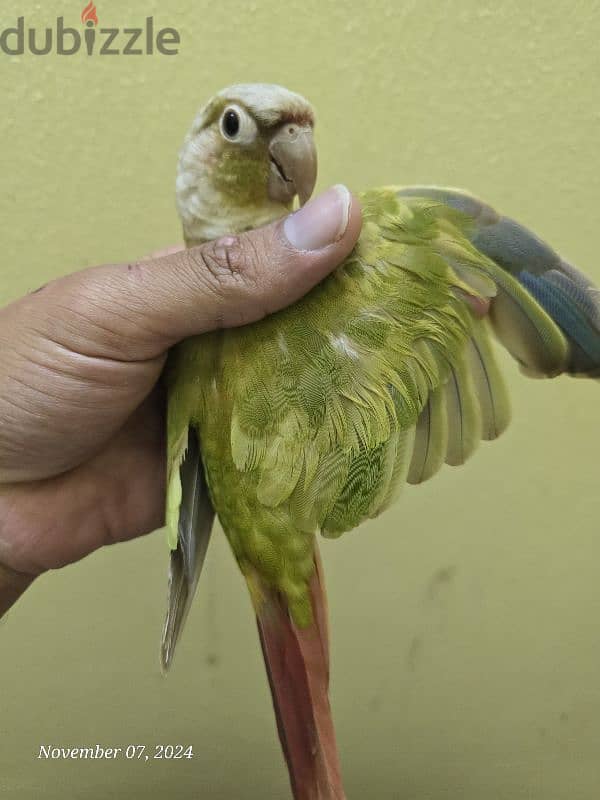 كنيورات للبيع - Conures for sale 4