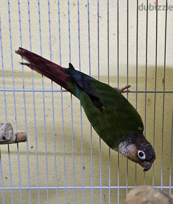 كنيورات للبيع - Conures for sale 5