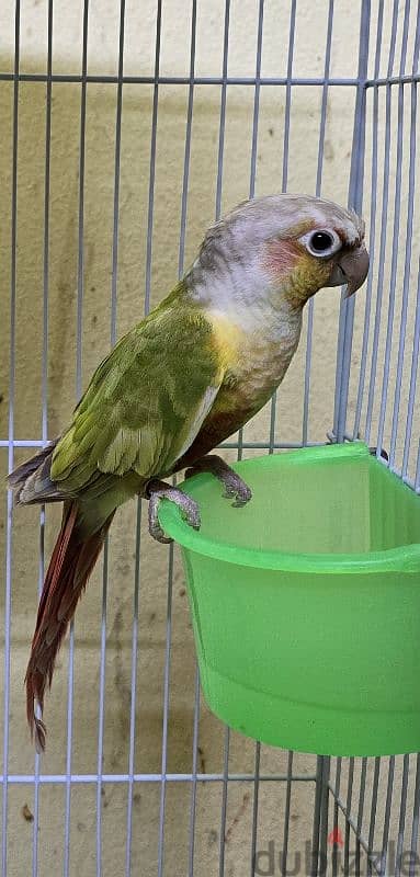 كنيورات للبيع - Conures for sale 6