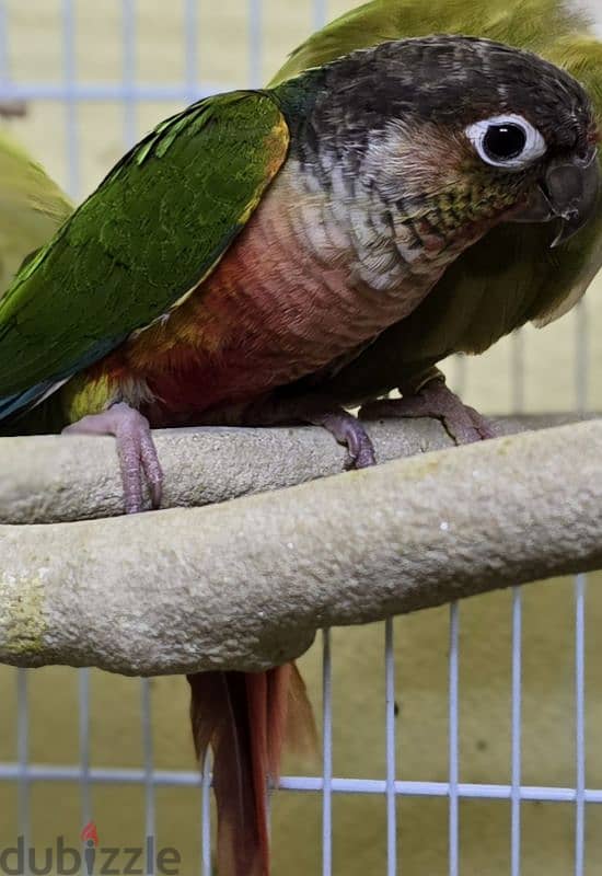 كنيورات للبيع - Conures for sale 7