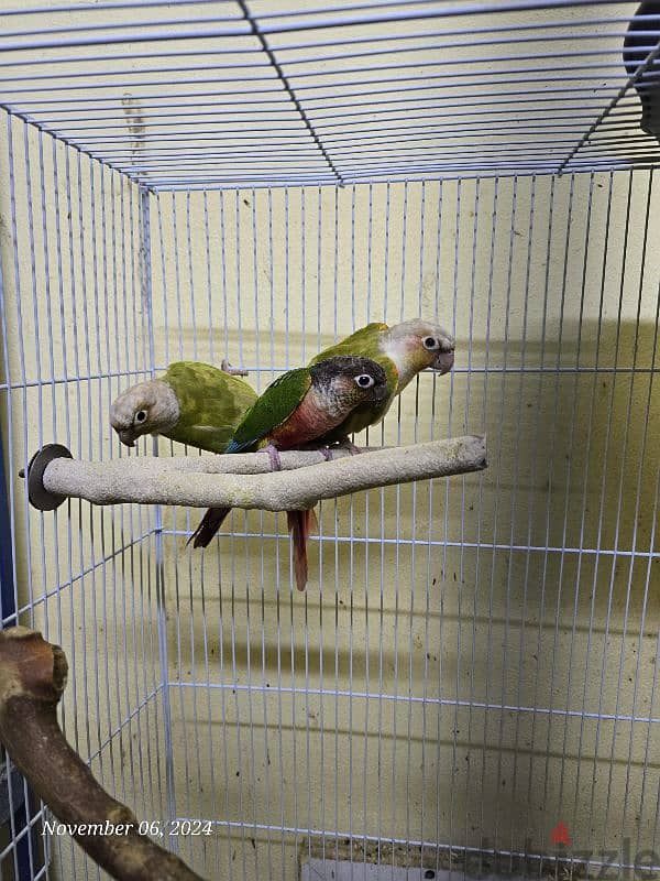 كنيورات للبيع - Conures for sale 1