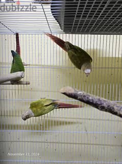 كنيورات للبيع - Conures for sale 0