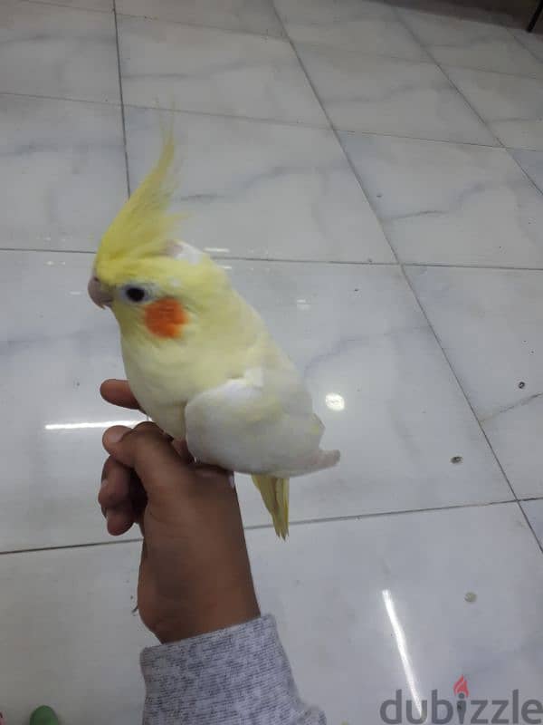 jumbo tamed cocktail urgent for sale 0