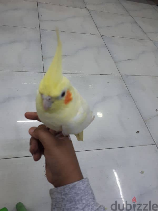 jumbo tamed cocktail urgent for sale 1