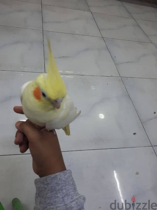 jumbo tamed cocktail urgent for sale 2