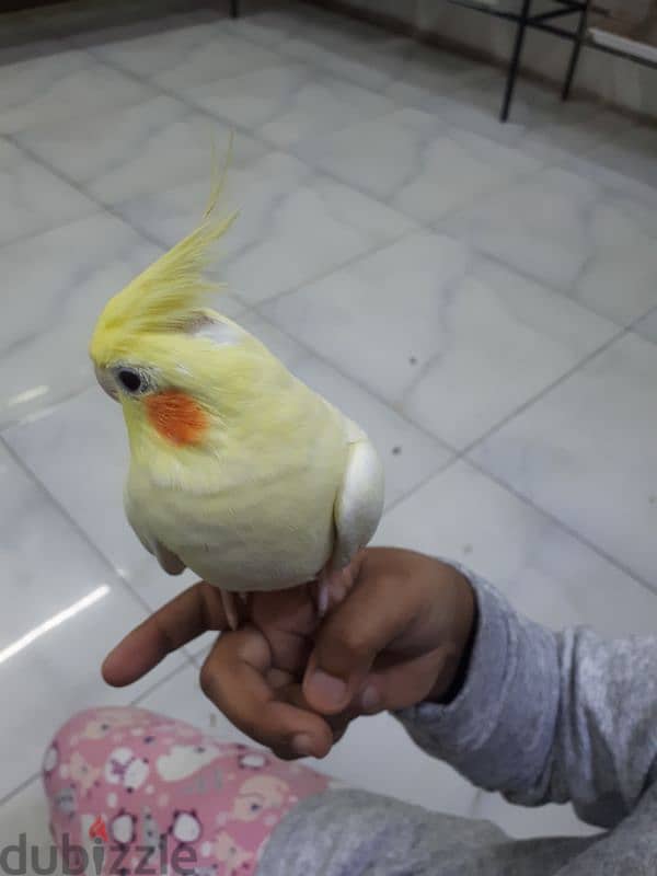 jumbo tamed cocktail urgent for sale 3