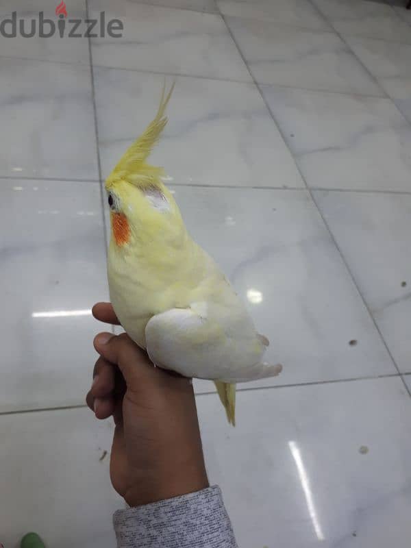 jumbo tamed cocktail urgent for sale 4