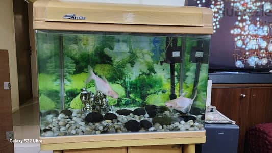 Fish tank with fishes