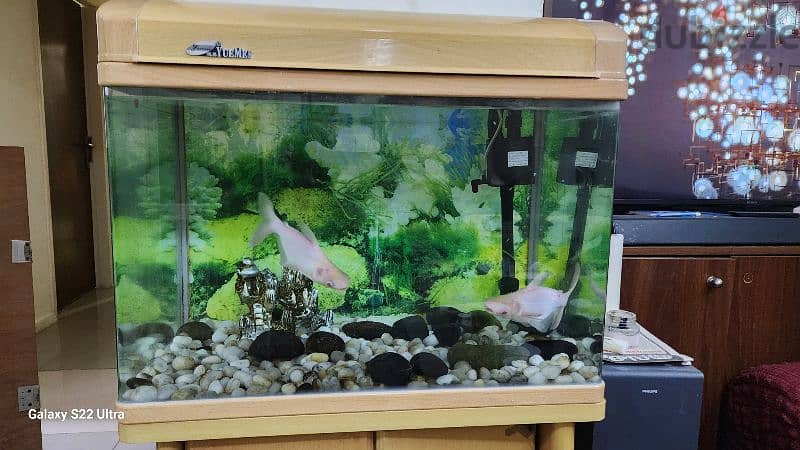 Fish tank with fishes 0