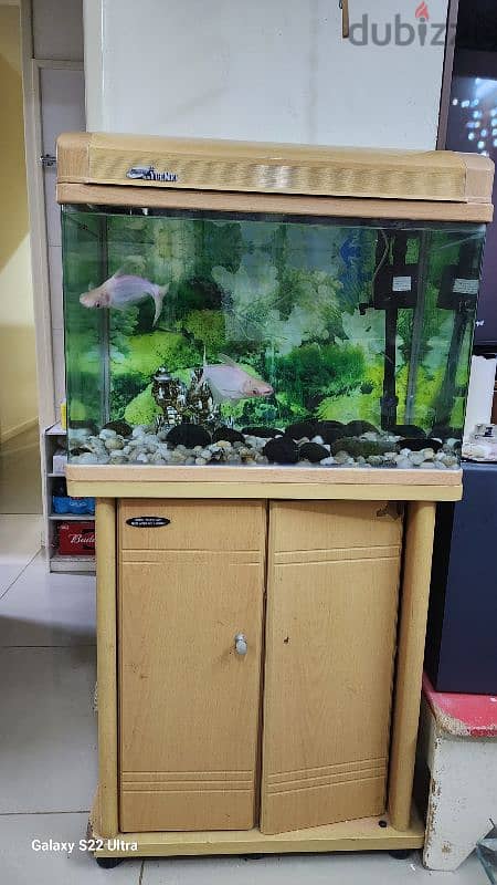 Fish tank with fishes 1